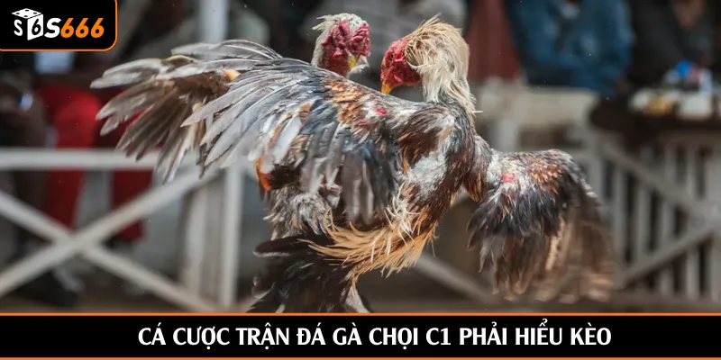 Cá cược trận đá gà chọi C1 phải hiểu kèo
