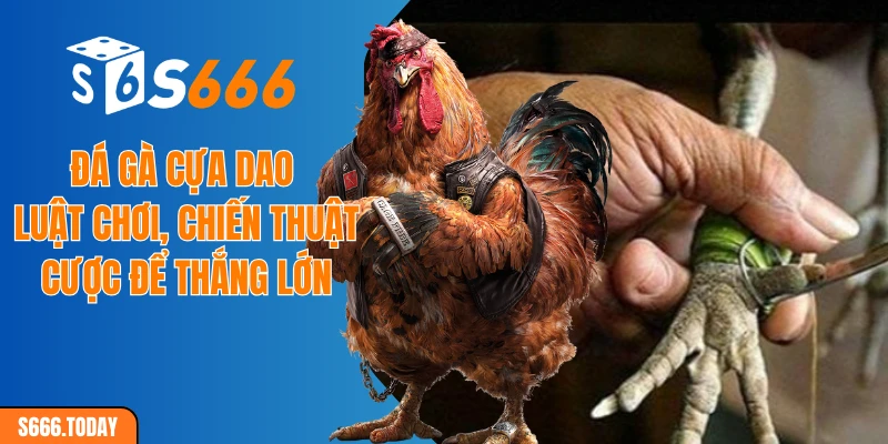 Đá gà cựa dao - Luật chơi, chiến thuật cược để thắng lớn