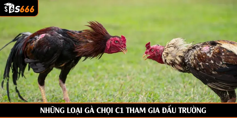 Những loại gà chọi C1 tham gia đấu trường