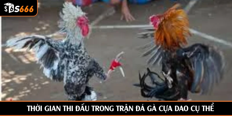 Thời gian thi đấu trong trận đá gà cựa dao cụ thể